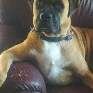 Meet your Posher, Frank